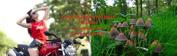 прущие грибы Баксан
